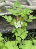 Water Parsley - Photo (c) jrebman, some rights reserved (CC BY-NC), uploaded by jrebman