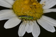 Rhogogaster chlorosoma