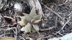 Anacampseros telephiastrum