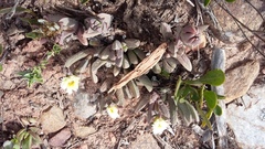 Corpuscularia