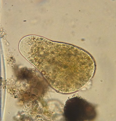 Hartmannellidae