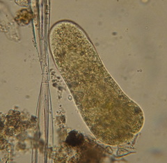Hartmannellidae