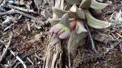 Corpuscularia