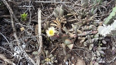 Corpuscularia