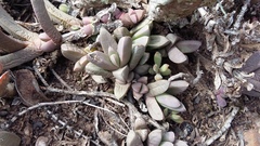 Corpuscularia