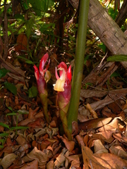 Aframomum angustifolium