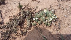 Euphorbia inermis