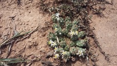 Euphorbia inermis
