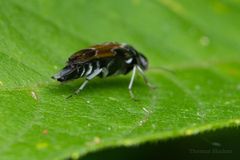 Glipa hilaris