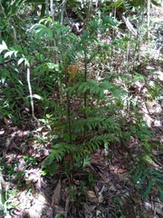Dypsis concinna