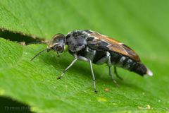 Glipa hilaris