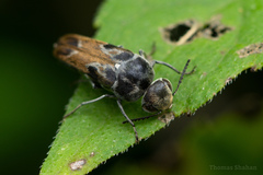 Glipa hilaris