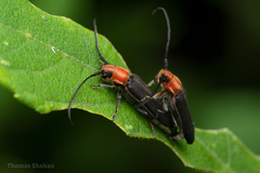 Dylobolus rotundicollis