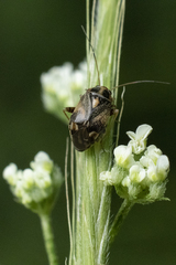 Cyphodema instabilis