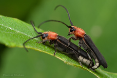Dylobolus rotundicollis