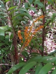 Dypsis concinna