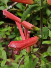 Lamourouxia rhinanthifolia