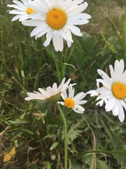 Leucanthemum vulgare