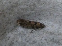 Parochmastis hilderi