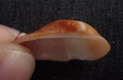 Barbatia domingensis