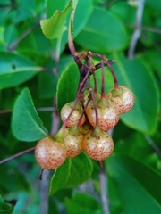 Psorospermum malifolium image