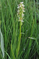Dactylorhiza incarnata ochroleuca