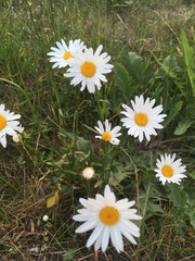 Leucanthemum vulgare