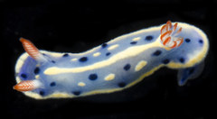 Hypselodoris festiva image