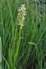 Dactylorhiza incarnata ochroleuca