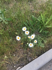 Leucanthemum vulgare