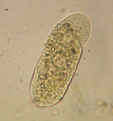 Hartmannellidae