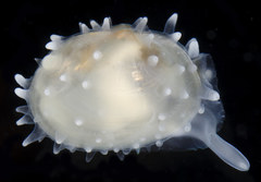 Scintilla violescens