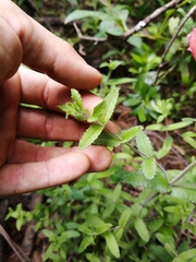 Lamourouxia rhinanthifolia