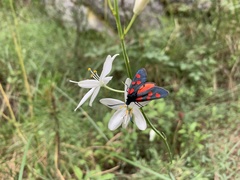 Zygaena angelicae