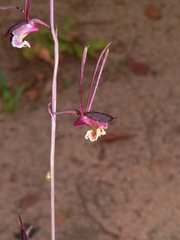 Eulophia longisepala image