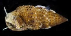 Cerithium alutaceum