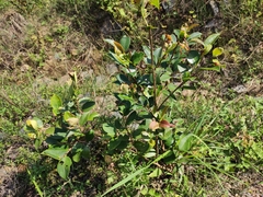 Camellia oleifera