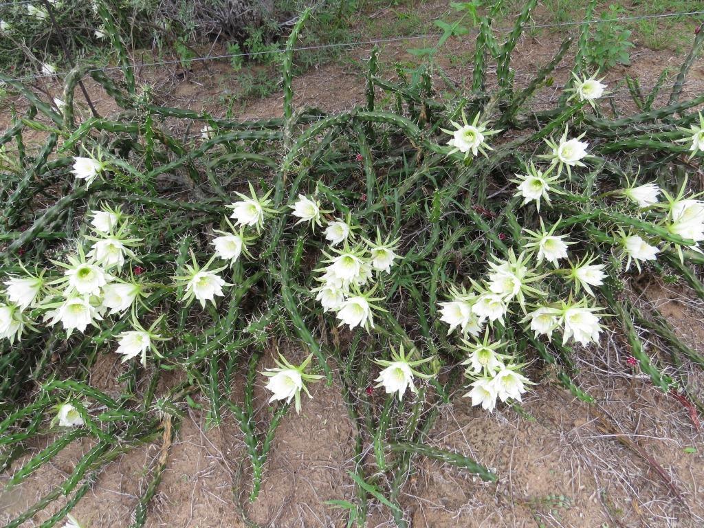 Harrisia martinii