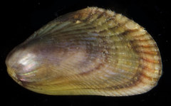 Brachidontes variabilis