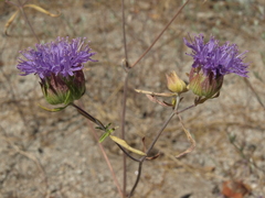 Monardella breweri lanceolata