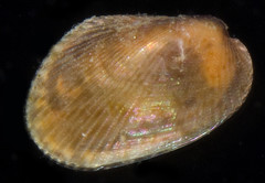 Musculus nana