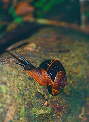 Exrhysota brookei