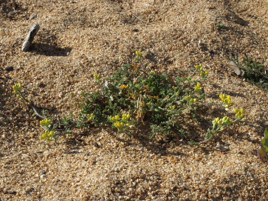 Tahoe yellow cress