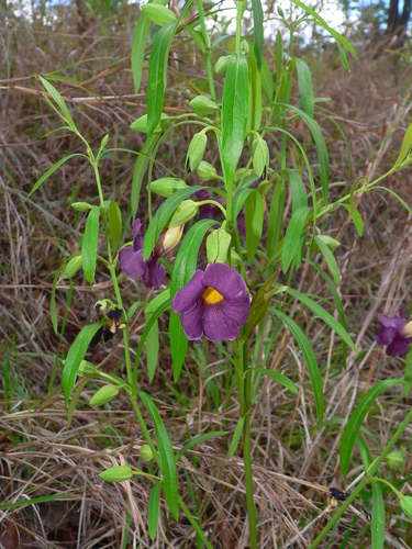 Thunbergia lancifolia image