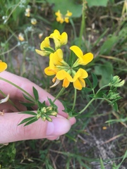 Lotus corniculatus