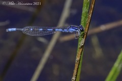 Enallagma recurvatum