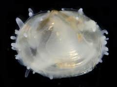 Scintilla violescens