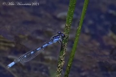 Enallagma recurvatum