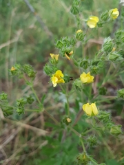 Potentilla inclinata