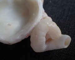 Vermetoidea